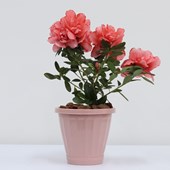 Kit 3 Vasos Cachepot P/ Plantas Temperos Flores C/ Prato N13 Rosa