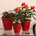 Kit 3 Vasos Cachepot P/ Plantas Temperos Flores C/ Prato N13 Vermelho